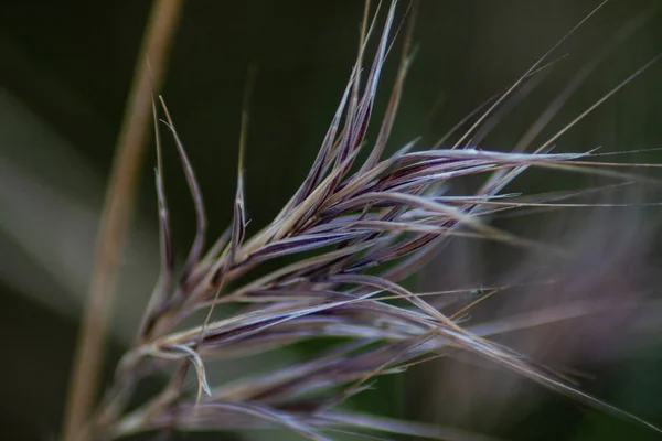 Närbild Gräset Ett Fält Solljuset Med Suddig Bakgrund — Stockfoto