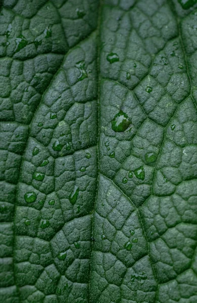 Nahaufnahme Eines Grünen Blattes Mit Wassertropfen — Stockfoto