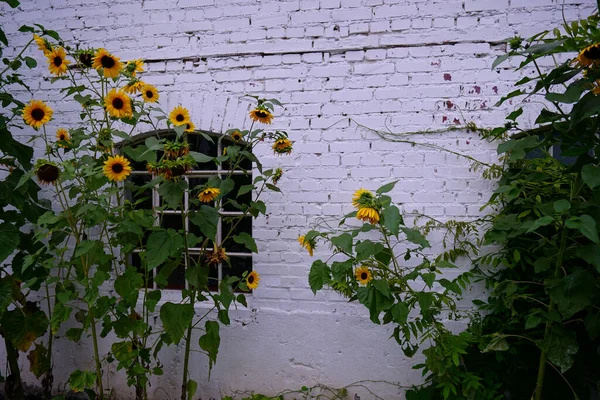 Primer Plano Flores Dimorphotheca Jardín —  Fotos de Stock
