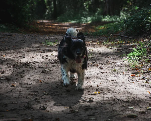 Den Fluffiga Söta Hunden Som Springer Parken — Stockfoto