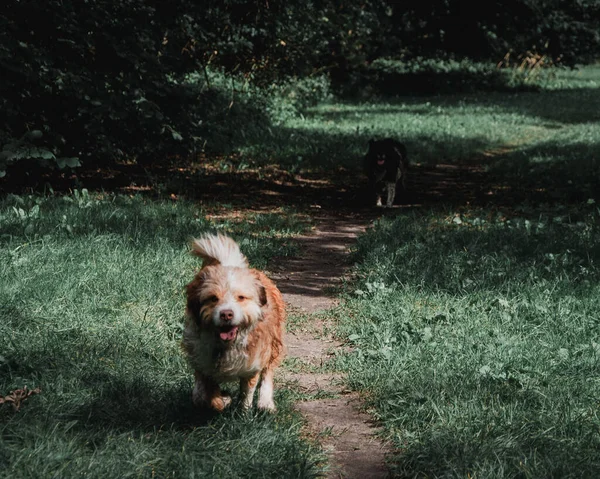 Die Flauschigen Liebenswerten Hunde Die Wald Laufen — Stockfoto