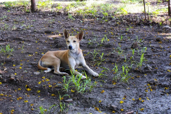 Söt Dingo Hund Som Ligger Jorden — Stockfoto