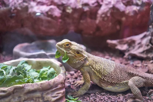 Tiro Perto Lagarto Comendo Folhas Verdes Terrário — Fotografia de Stock