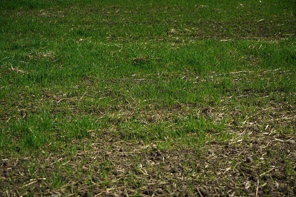 Beautiful View Field Greenery Daytime — Stock Photo, Image