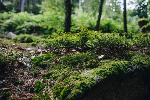 Primer Plano Terreno Verde Bosque — Foto de Stock