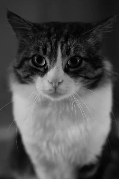 Vertical Portrait Domestic Cat Grayscale — Stock Photo, Image