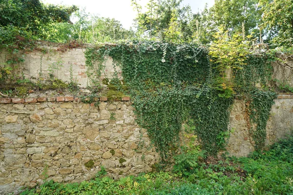 Ceglana Ściana Pokryta Zielonymi Roślinami Liśćmi — Zdjęcie stockowe