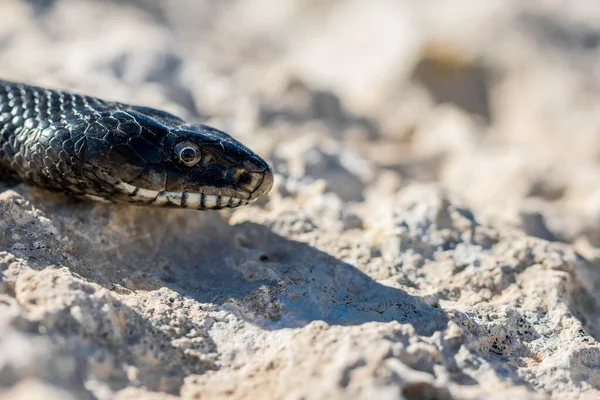 Detailní Makro Snímek Obličeje Hlavy Dospělého Black Western Whip Snake — Stock fotografie