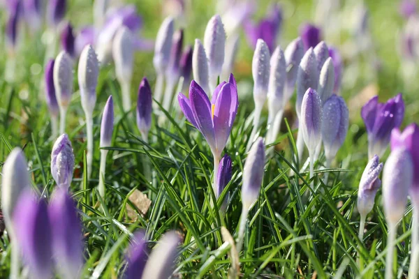 Gros Plan Fleurs Violettes — Photo