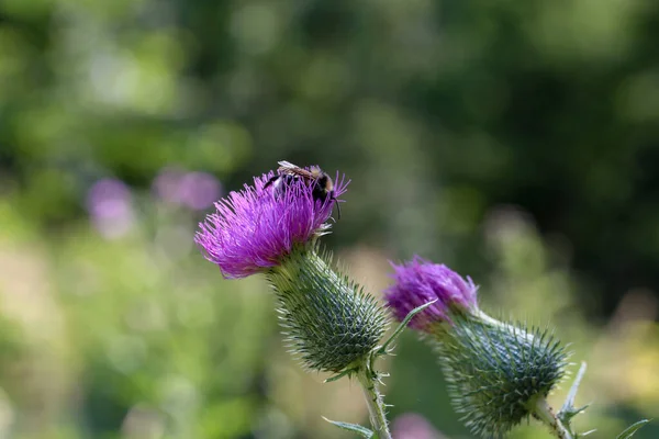 Ένα Κοντινό Πλάνο Μιας Μέλισσας Γαϊδουράγκαθο Ένα Χωράφι Κάτω Από — Φωτογραφία Αρχείου