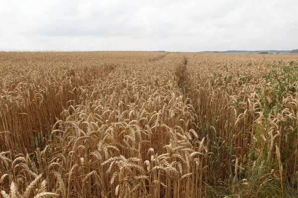Suché Pšeničné Pole Pod Zataženou Oblohou — Stock fotografie