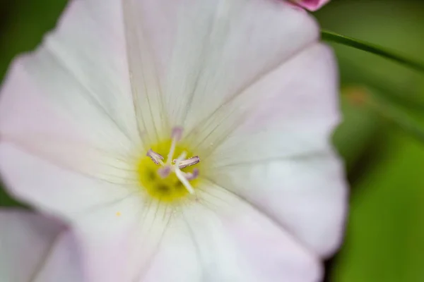 Selektywne Ujęcie Ostrości Małego Białego Bindweed Polu — Zdjęcie stockowe