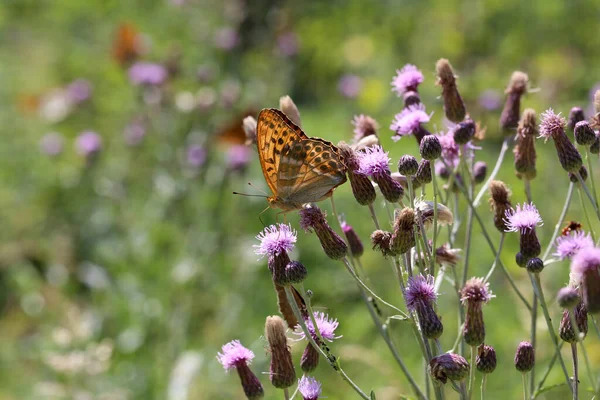 Een Selectieve Focus Shot Van Een Vlinder Een Distel — Stockfoto