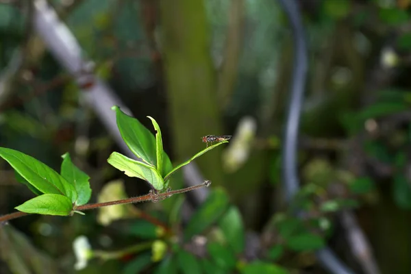 背景がぼやけている緑の葉の上に昆虫のクローズアップショット — ストック写真