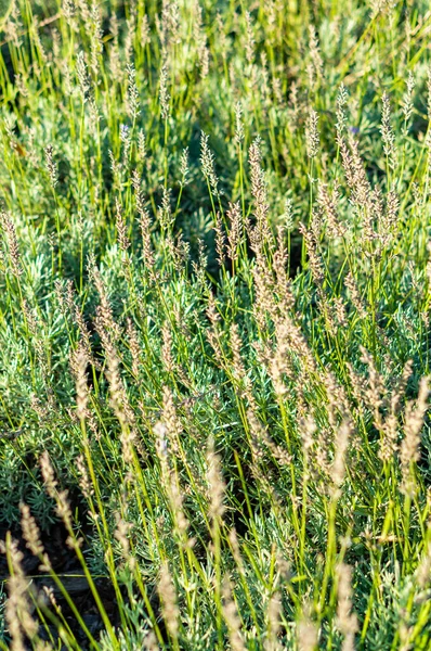 Ein Vertikaler Schuss Lavendelpflanzen Auf Einem Feld Einem Sonnigen Tag — Stockfoto