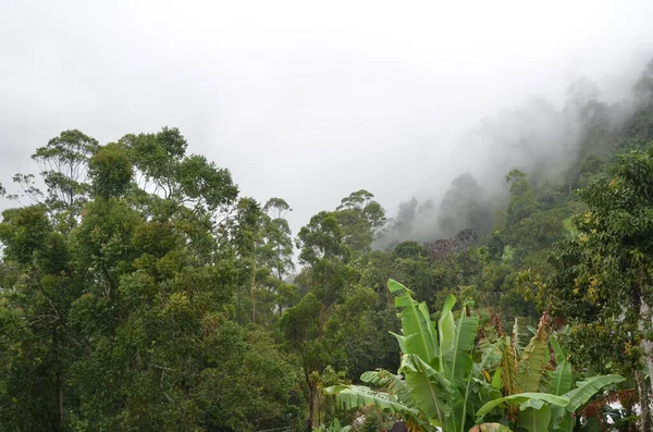 Belo Tiro Floresta Nebulosa — Fotografia de Stock