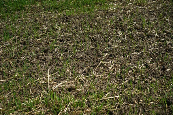 Een Veld Met Bodem Planten Overdag — Stockfoto