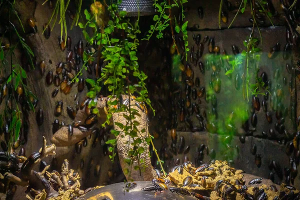 Eine Nahaufnahme Des Terrariums Mit Käfern Und Termiten — Stockfoto