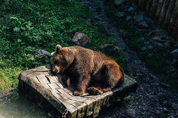 Medvěd Hnědý Nebo Grizzly Odpočívající Podložce Zoo Lublanja Medvěd Spící — Stock fotografie