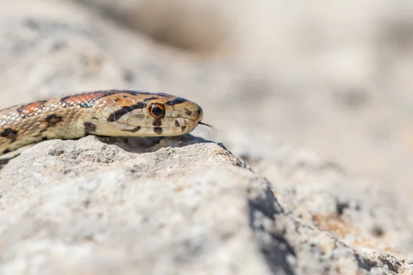 Primer Plano Macroplano Cara Cabeza Una Serpiente Leopea Adulta Serpiente —  Fotos de Stock