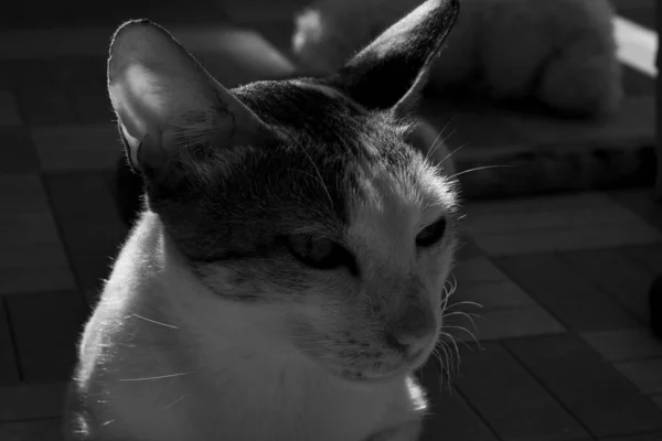 Серый Крупный План Бразильской Короткошерстной Кошки Комнате — стоковое фото