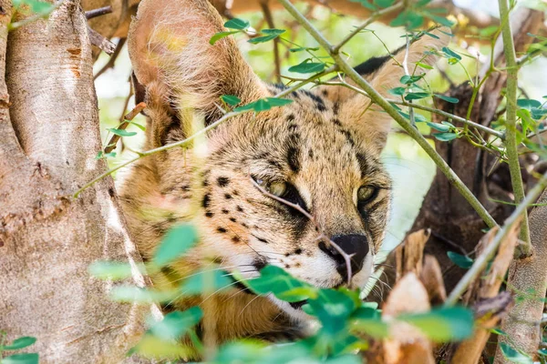 Tiro Perto Gato Selvagem Árvore — Fotografia de Stock
