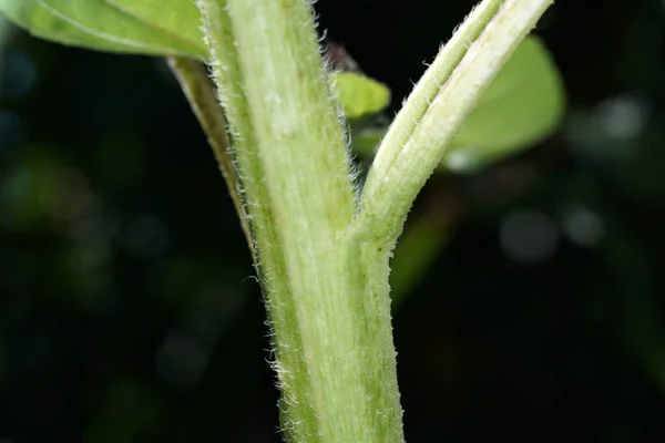 植物の緑の茎のクローズアップショット — ストック写真