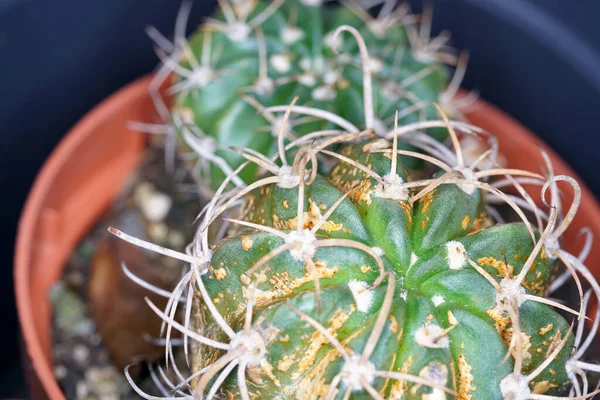 Gros Plan Cactus Dans Pot — Photo