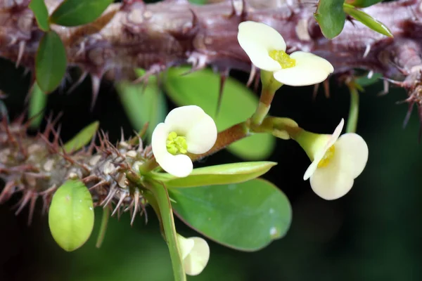 Tiro Close Flor Branca Euphorbia Milii — Fotografia de Stock