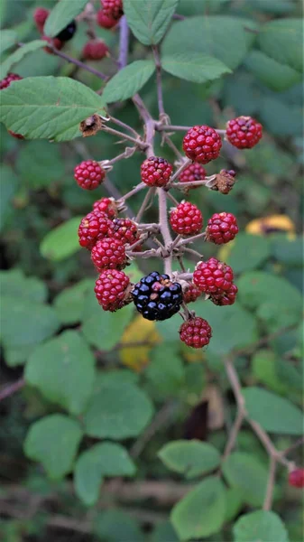 Plan Vertical Mûres Bio Fraîches Sur Une Branche — Photo