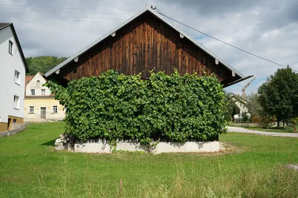 Een Houten Hut Met Groene Planten Onder Een Bewolkte Hemel — Stockfoto