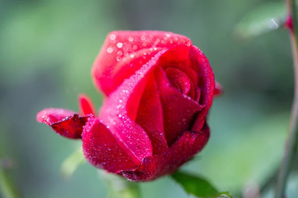 Selective Focus Shot Red Rose — Stock Photo, Image