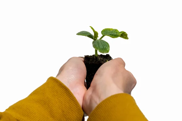 Primer Plano Una Hembra Sosteniendo Una Planta Con Hojas Verdes —  Fotos de Stock