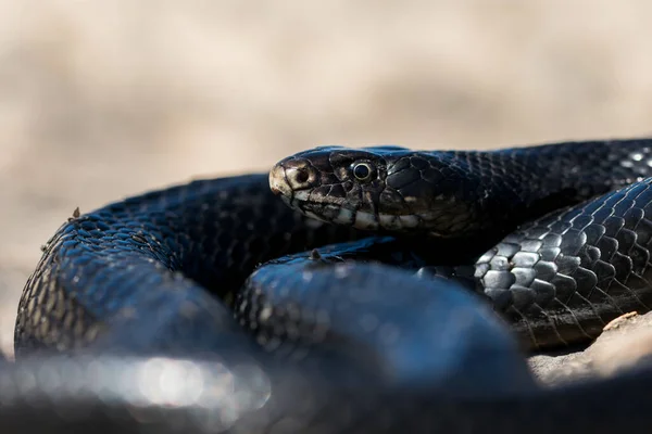 Zbliżenie Dorosłego Czarnego Zachodniego Węża Hierophima Wiridiflavusa Zwiniętego Kłębek Pławiącego — Zdjęcie stockowe