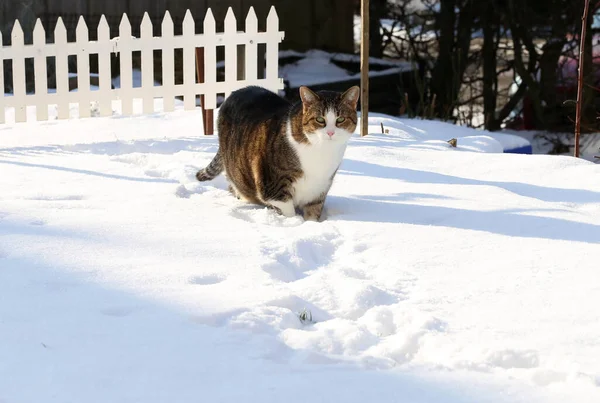 Adorable Cat Walking Snow Garden — Stock Photo, Image