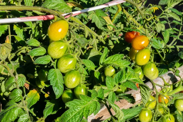 Közelkép Egy Zöld Éretlen Paradicsomról Amit Egy Üvegházban Termesztenek — Stock Fotó