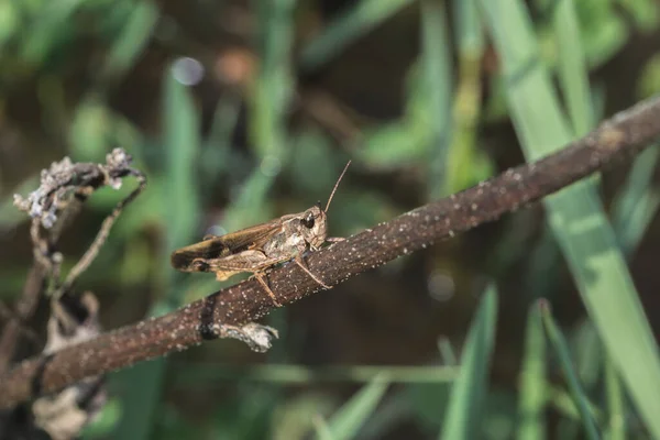 Selective Focus Shot Cricket Camouflaged Branch — Stock Photo, Image