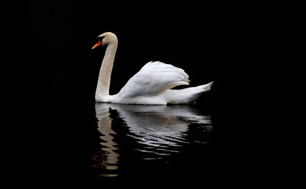 Cygne Blanc Réfléchi Sur Lac Nuit — Photo