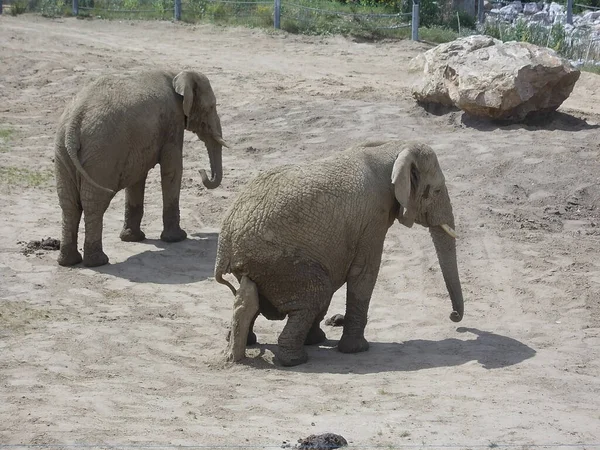 Dwa Słonie Zoo Słoneczny Dzień — Zdjęcie stockowe