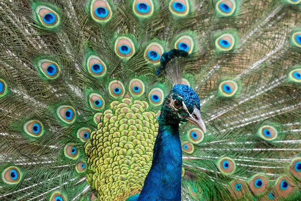 Beautiful Male Peafowl Opened Feathers — Stock Photo, Image