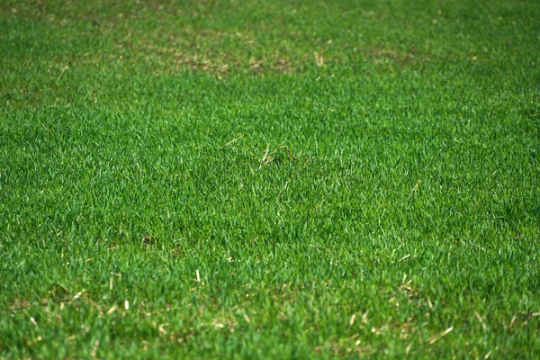 Césped Verde Fresco Parque Durante Día —  Fotos de Stock