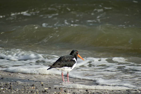 Gros Plan Huîtrier Pattes Communes Sur Plage Côté Eau Pendant — Photo