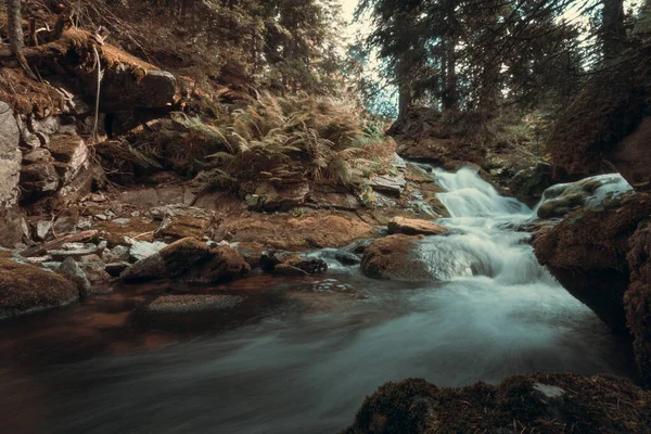 Scénický Nízký Úhel Záběru Řeky Uprostřed Lesa — Stock fotografie