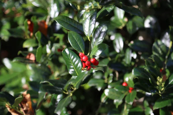 Close Redberries — Fotografia de Stock