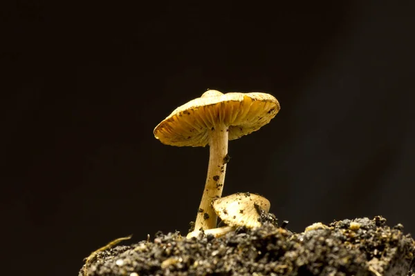 在土壤中生长的蘑菇特写 — 图库照片