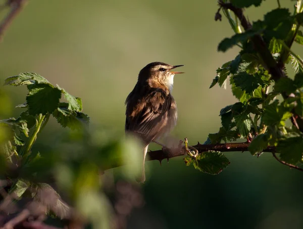 Eine Selektive Fokusaufnahme Einer Grasmücke Die Bei Tageslicht Auf Einem — Stockfoto