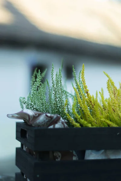 Vertikal Närbild Skott Akvarium Växter Potten — Stockfoto