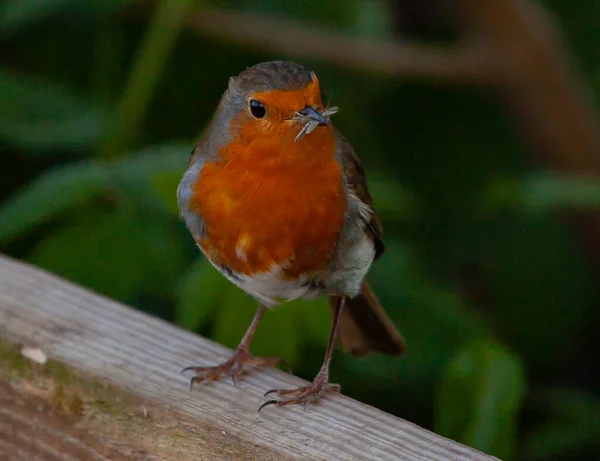Selective Focus Shot Robin Wooden Surface Outdoors Daylight — Stock Photo, Image