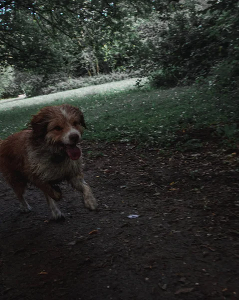 Fluffy Adorable Dog Running Woods — Stock Photo, Image