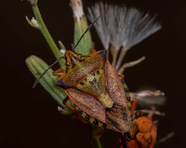 Primer Plano Insecto Apestoso Las Plantas Campo Bajo Luz Del —  Fotos de Stock